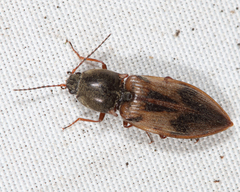 Stropenron hieroglyphica