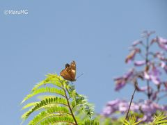 Asterocampa idyja argus