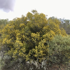 Acacia colletioides