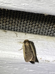Ochropleura implecta