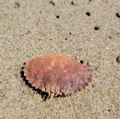 Romaleon antennarium