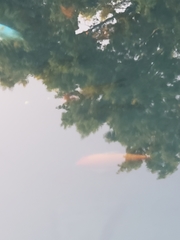 Cyprinus rubrofuscus