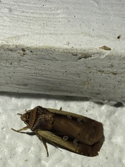 Ochropleura implecta