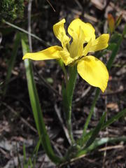 Moraea papilionacea