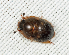 Amphicrossus ciliatus