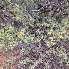 Senna artemisioides coriacea