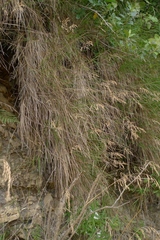 Poa anceps