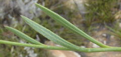Osteospermum asperulum