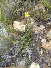Osteospermum asperulum
