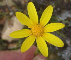 Osteospermum asperulum