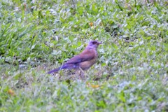 Turdus rufopalliatus