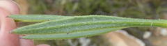 Osteospermum asperulum