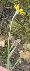 Osteospermum asperulum