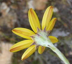Osteospermum asperulum