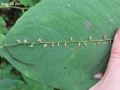 Persicaria filiformis