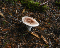 Agaricus diminutivus