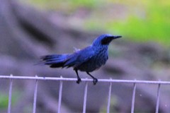 Melanotis caerulescens
