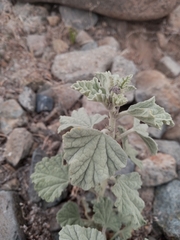 Sphaeralcea obtusiloba