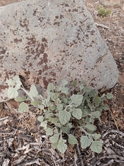 Sphaeralcea obtusiloba