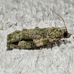 Proteoteras implicata
