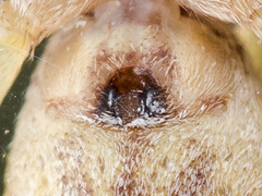 Philodromus cespitum