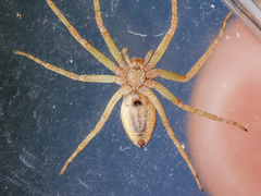 Philodromus cespitum
