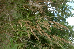 Poa anceps