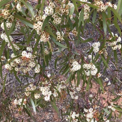 Eucalyptus gracilis