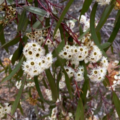Eucalyptus gracilis