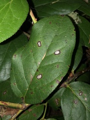 Mycosphaerella chimaphilae