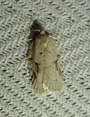 Acleris placidana