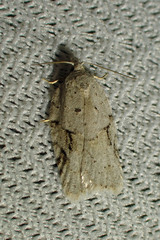 Acleris placidana