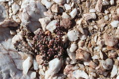 Portulacaria pygmaea