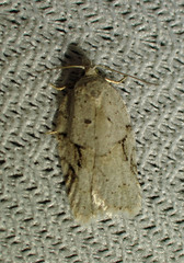 Acleris placidana