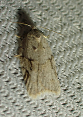 Acleris placidana