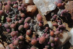 Portulacaria pygmaea