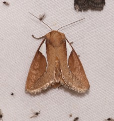 Prolimacodes trigona