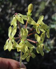 Pelargonium gibbosum