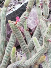 Aporocactus