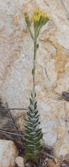 Senecio pauciflosculosus