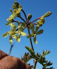 Pelargonium gibbosum