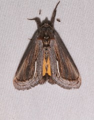 Gerrodes minatea