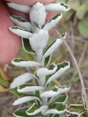 Senecio pauciflosculosus