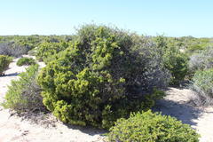 Pelargonium gibbosum