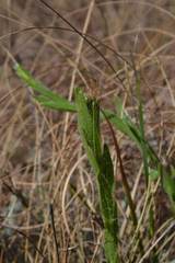 Acalypha depressinerva