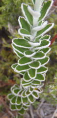 Senecio pauciflosculosus