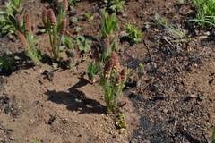 Acalypha depressinerva