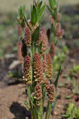 Acalypha depressinerva