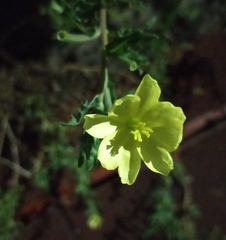 Oenothera laciniata