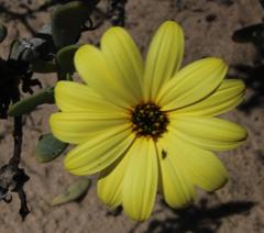 Othonna coronopifolia